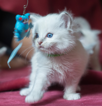 Ragdoll kitten - Sheldon